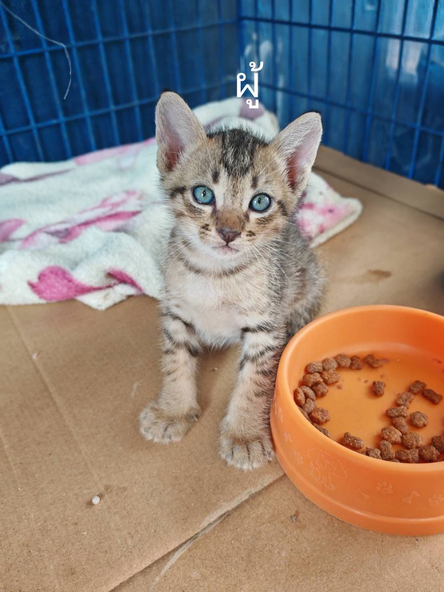 Catster & Co บ้านพักพิงแมวจร tweet media