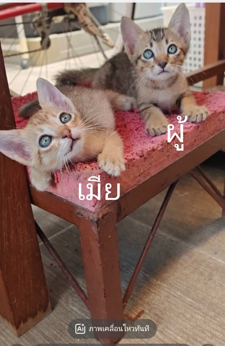 Catster & Co บ้านพักพิงแมวจร tweet media