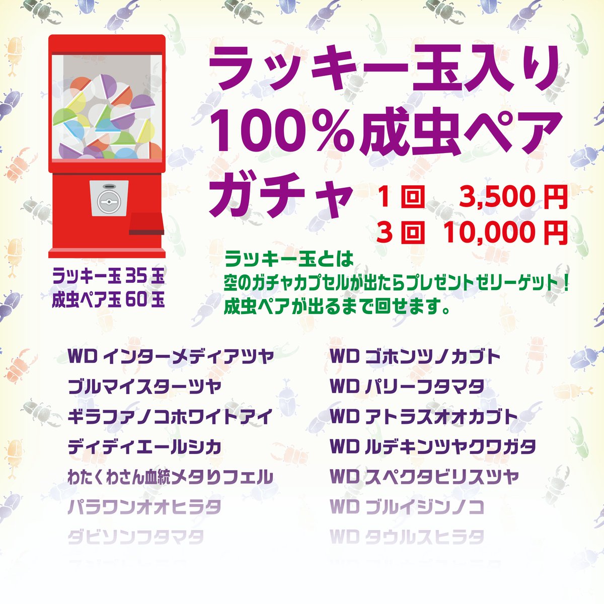 いよいよ明日から「虫活応援フェア」開催！
初日から🉐盛沢山
”すこやかゼリー”　ワンコイン100円に日替わり特価は、昆虫ペレット50％OFF（数量限定）栄養フレークやフェロールマット、産卵1番マットなどセール価格でご提供いたします。
成虫ペアは10％〜50％OFF