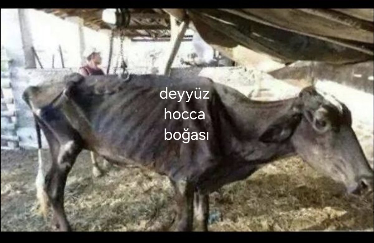 Deyyüzzzzz hoccaaaa  bak senin boğa geliyor az kaldı sabırrr. :)))))