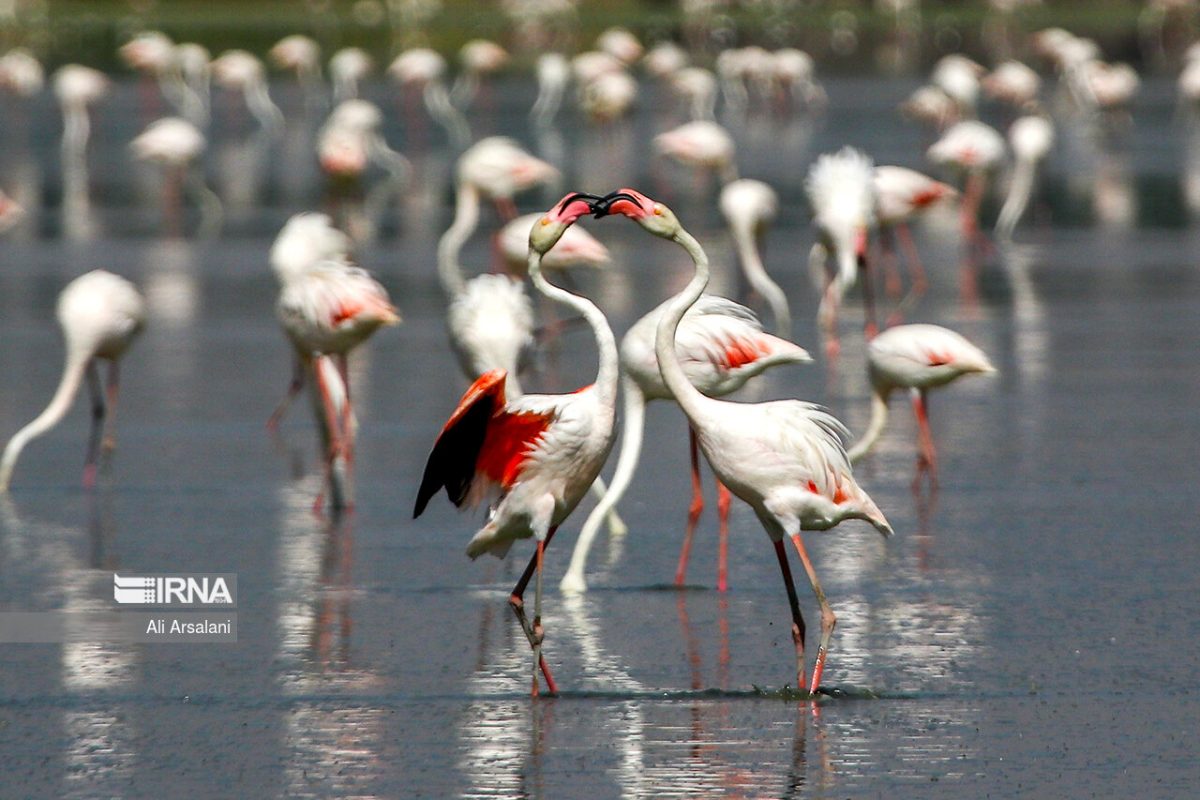 IranFrontPage's tweet image. Flamingos arrive at Iran’s Miankaleh wetland as autumn migration begins ifpnews.com/flamingos-arri…