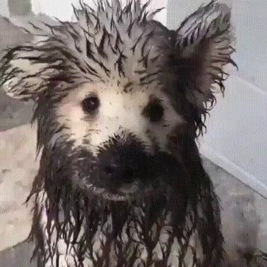 내는 갑오징어는 싫더라