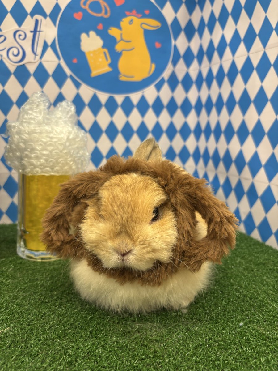 うさぎのしっぽレイクタウン店 on X