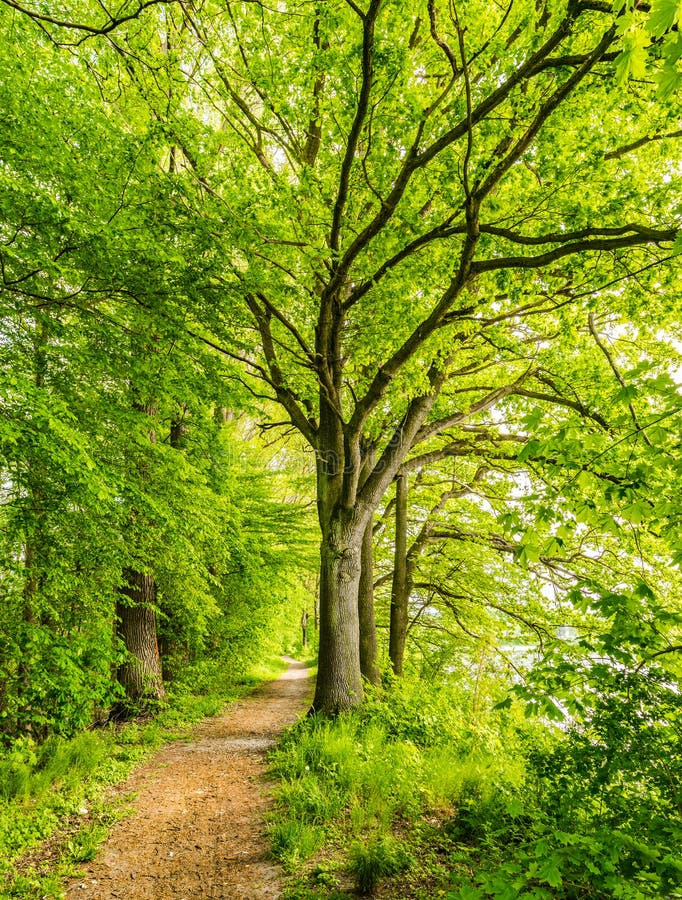 Shaheenanabi786's tweet image. 🌿 Save Trees, Save Life 🌍
Every tree we plant today becomes a shade for tomorrow.
Let’s protect our green friends — they give us oxygen, beauty, and life itself.
💚 Grow more, cut less.
#SaveTrees #GoGreen