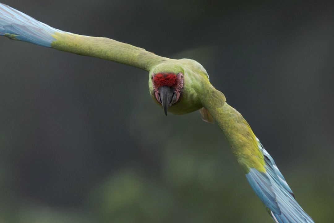 Una de las aves más hermosas de Colombia  está Amenazada por la pérdida de su hábitat. 
La Guacamaya Verde (Ara militaris).
Cada vez es más difícil encontrarse alguna.