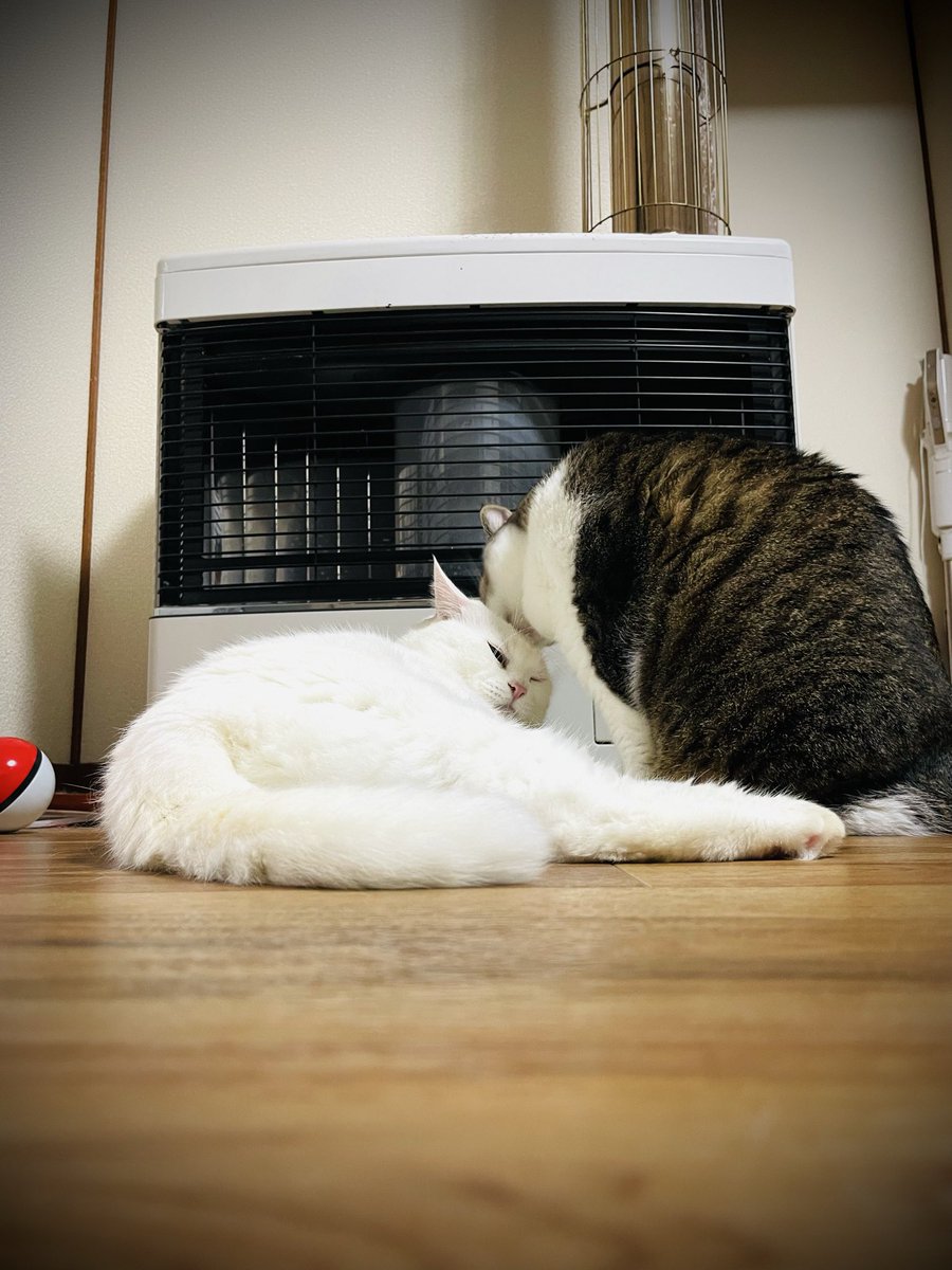 ストーブ着けたら
猫に陣取られた…
