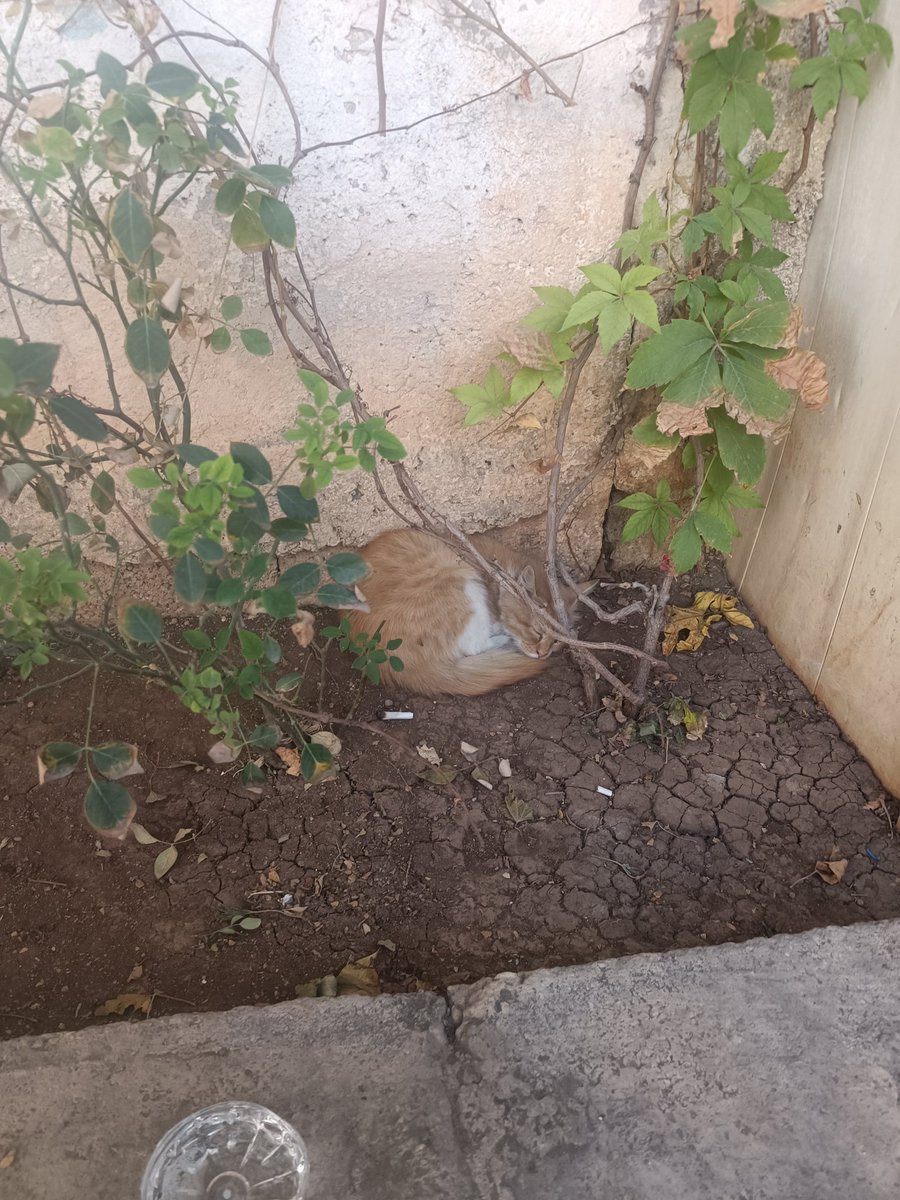 Ağzı salam kokuyor, puşt bütün salamları yemiş. 
O yüzden bugün fazla mesai yapacak:))