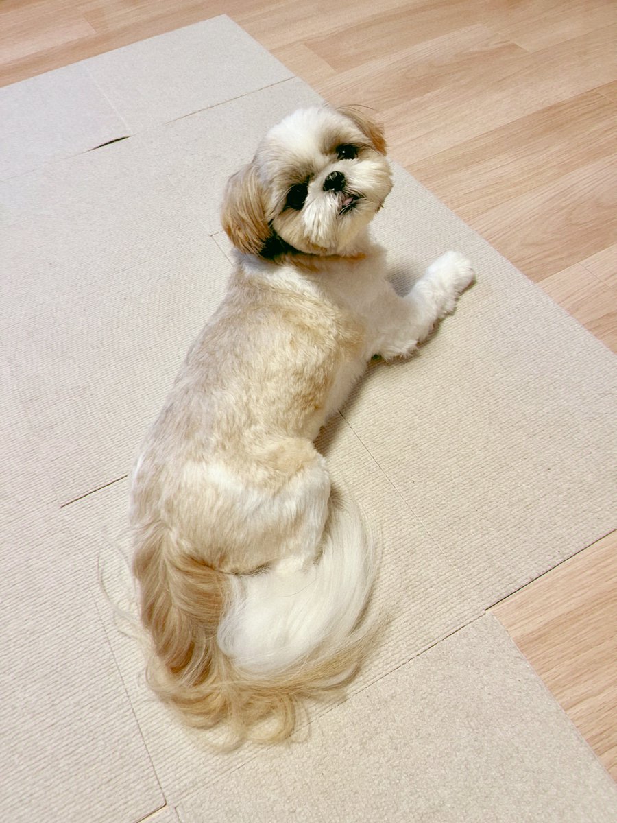 マイペース犬あいすの日常🇺🇦 (@mochikoro_ice) on Twitter photo 呼んだ? 呼んだ?