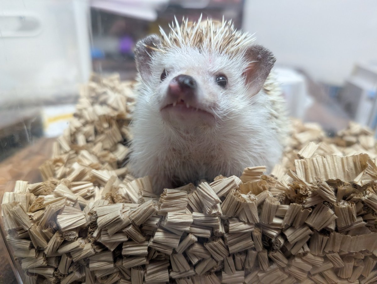 アホニンゲンの勘違いで休診日に病院に連れて行かれて驚きを隠せないちくたん(帰宅後)