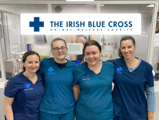 The Irish Blue Cross tweet media