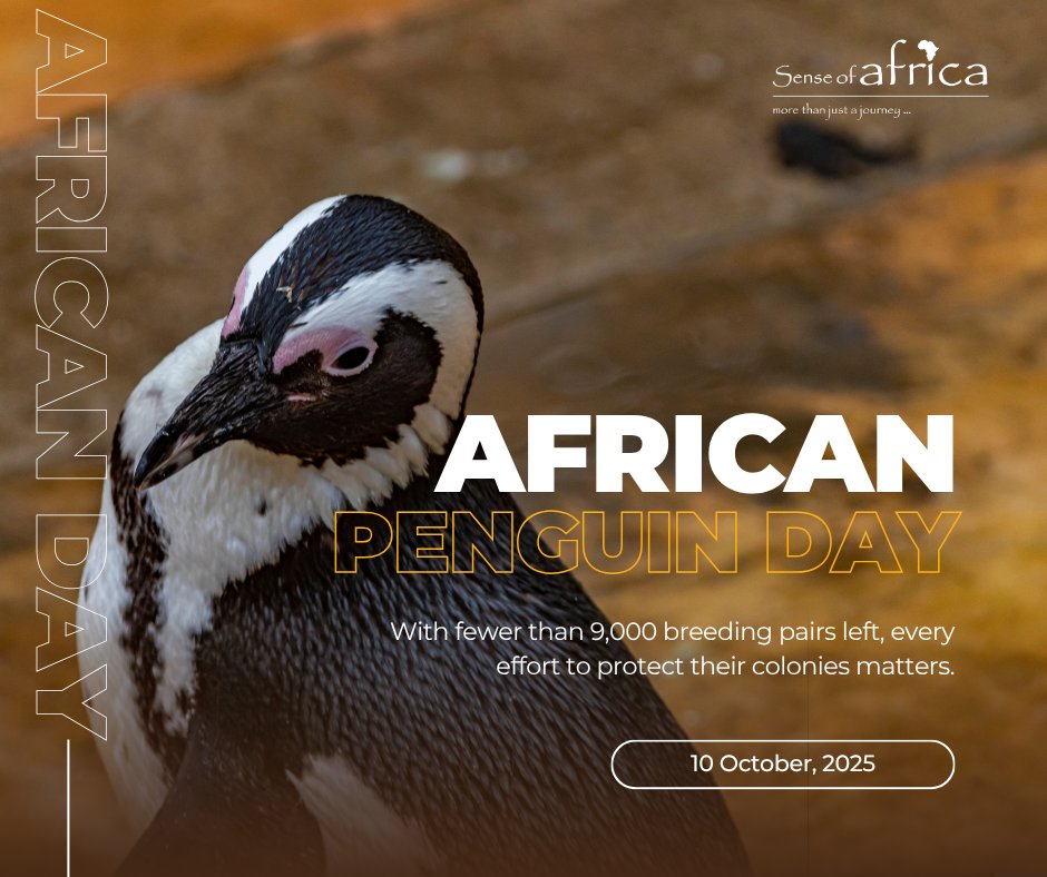 🐧 African Penguin Day 

At Sense of Africa, we celebrate Africa’s rich diversity, from elephants on safari to penguins on the Cape coast. Each visit supports conservation and helps protect these remarkable seabirds. 

#AfricanPenguinDay #SenseOfAfricaSA