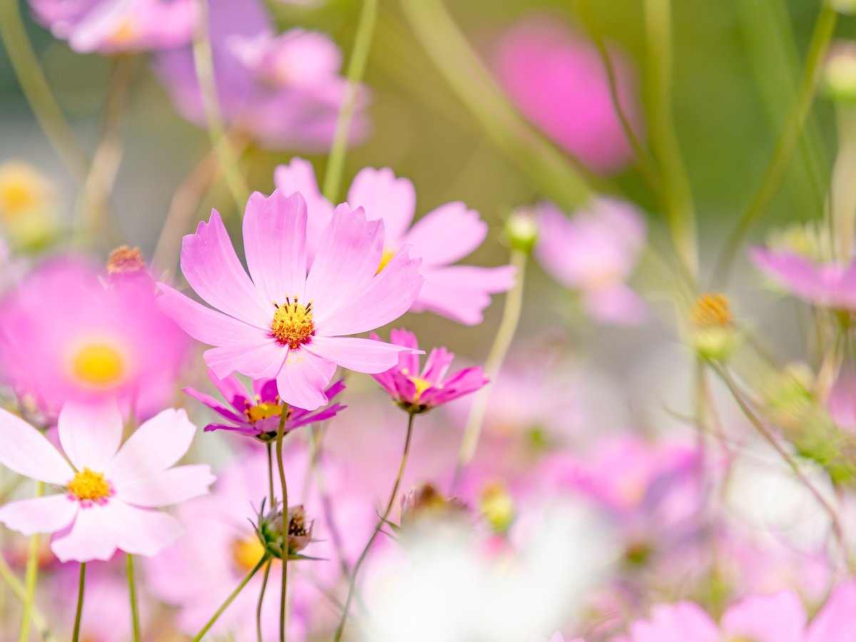 新作1点限り 未使用 母の日♡お花スタンプ&ダイ スタンピンアップ 花