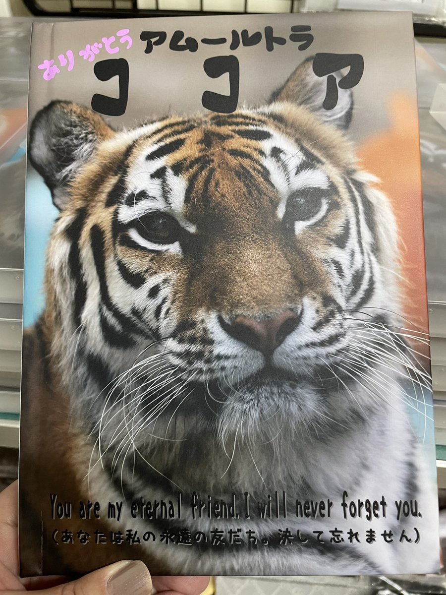 🚨緊急告知🚨 明日より販売します!! ✨ アムールトラ ココア✨ 写真集