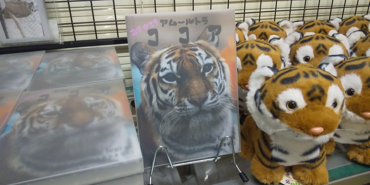 🚨緊急告知🚨 明日より販売します!! ✨ アムールトラ ココア✨ 写真集
