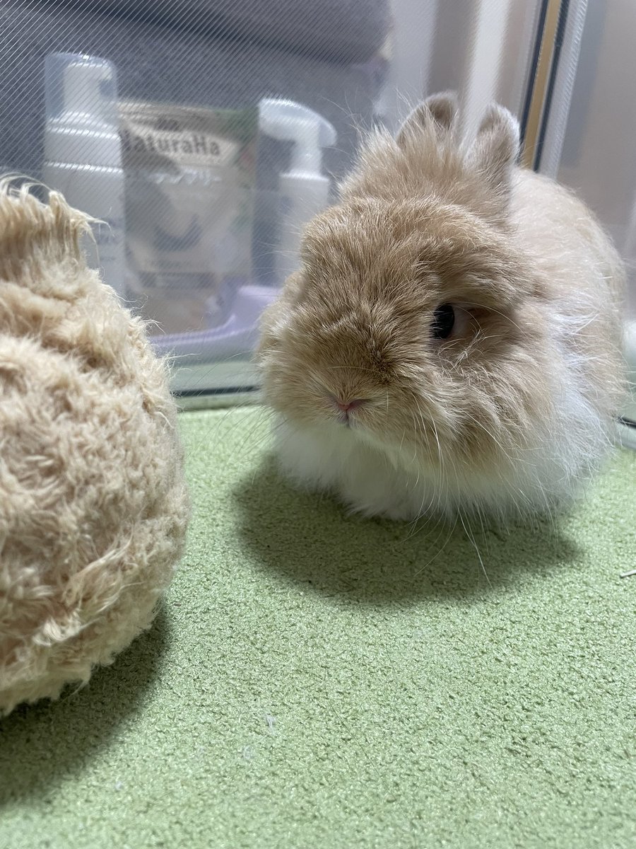Petitbunny25's tweet image. 最近うんちがおしりに付きがち🥲
チモシーたくさん食べてねプティさん🥹

#うさぎ
#うさぎがいる暮らし
#ネザーランドドワーフファジー