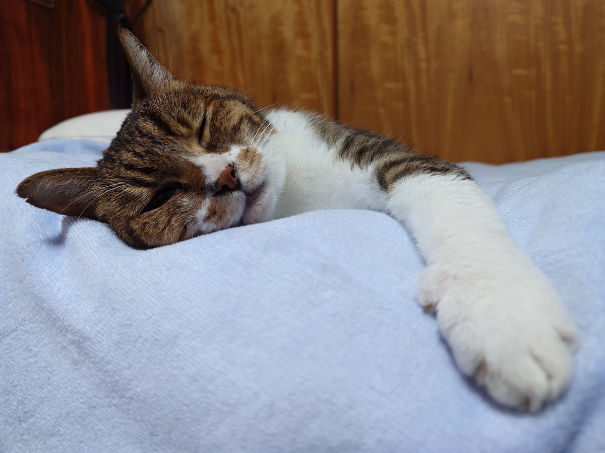 幸せを測るには、時計で計る必要はないようです。猫という生き物は、ほんの少し人間が生きる秒針をゆっくりとさせる能力があるようですね。時には猫の歩幅に合わせて生きてみるのも、幸せなことかもしれませんよ。人間は 時間に追われて、そして何かを追って