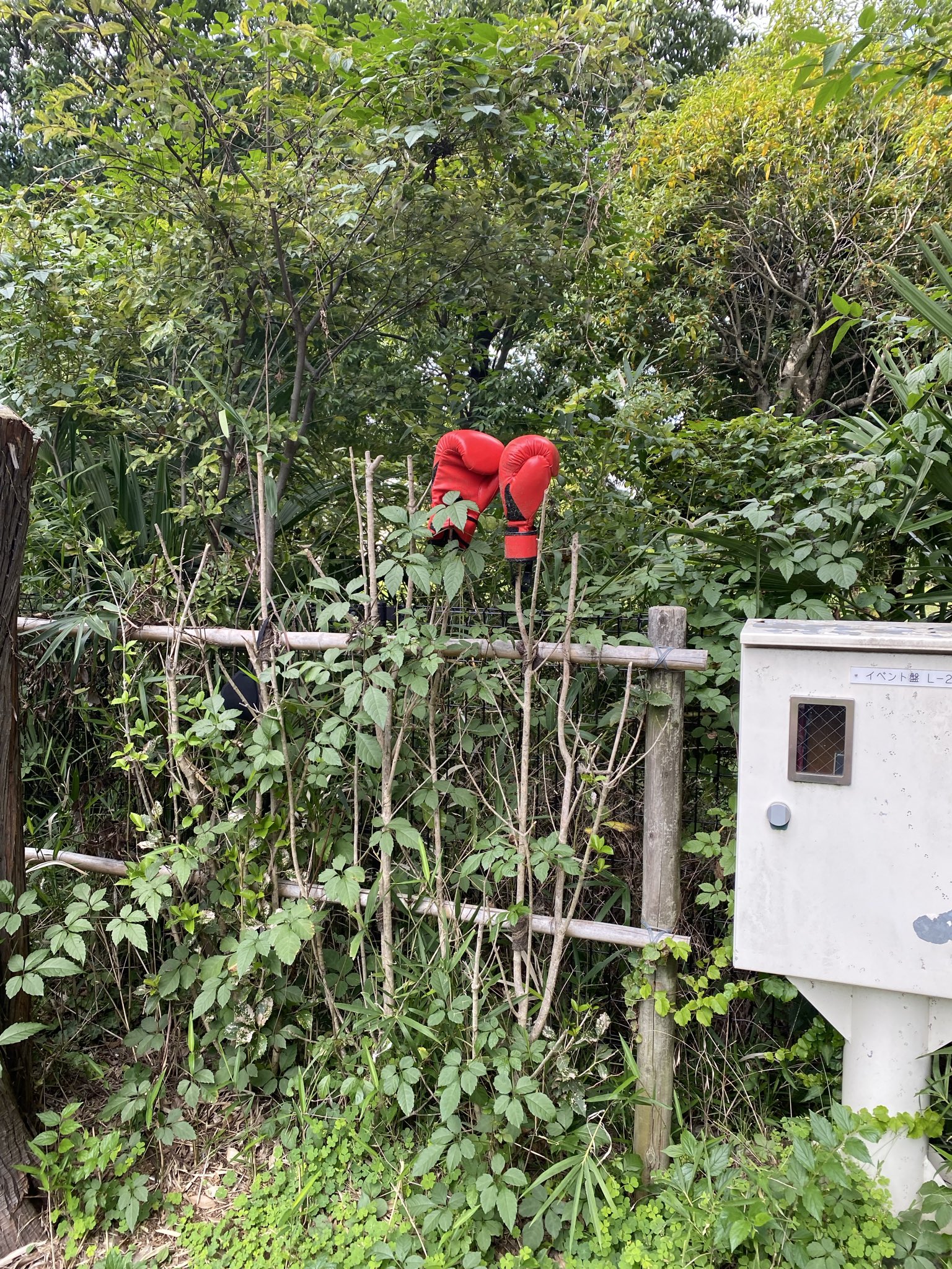 穂積昭雪@『怪奇動物図鑑』（鉄人社）発売中 (@hodumiakiyuki) / X