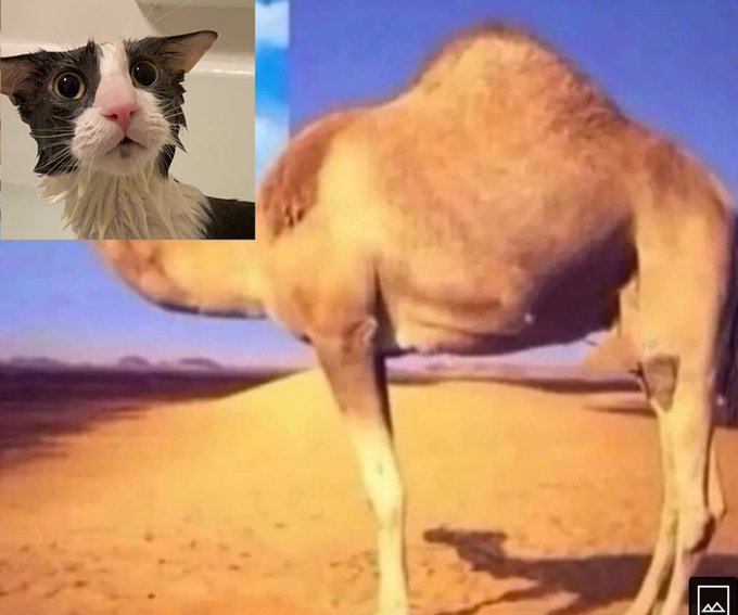 SoggerBot's tweet image. longest neck existing sog  is a stoopid idot