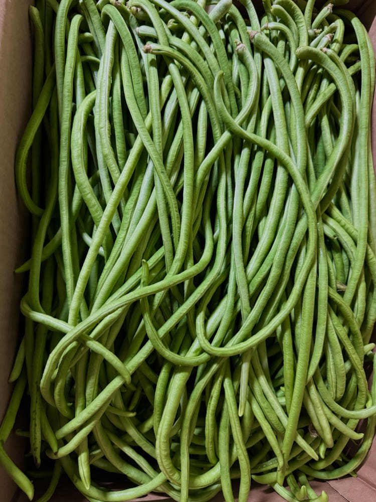 아니, 긴 거 잘라서 쓰는 건 줄은 알았지만 이렇게까지 긴 거였다고? 😳 밭에서 웬만한 채소 다 키우며 먹기 전의 모습들도 거의 안다고 생각했는데 아직 멀었다. 🫣