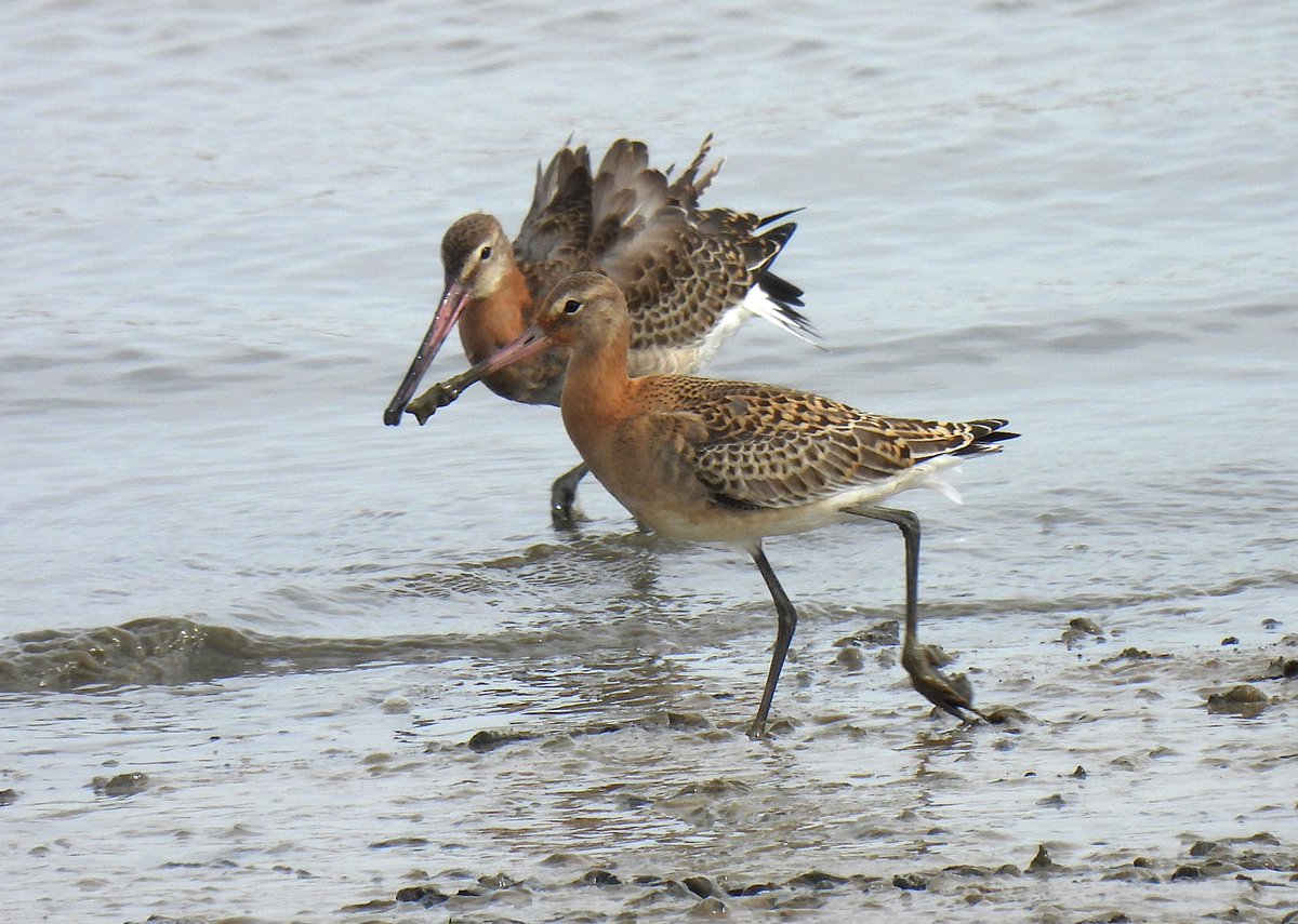 Tim Ballard tweet media