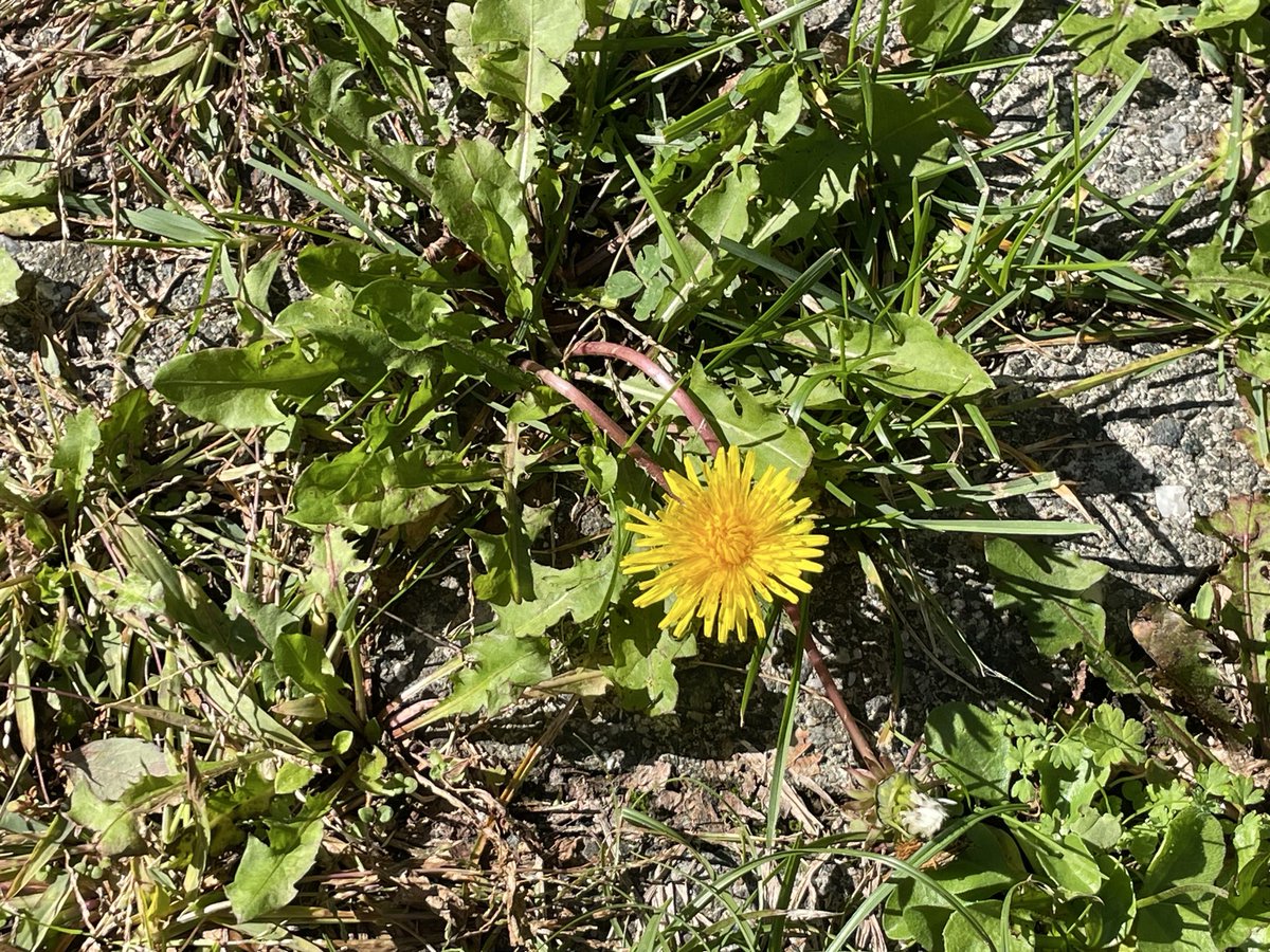 PZoffmann's tweet image. Wunderschönen Freitag euch allen. Alles kommt ans Licht. Schön, dass es euch alle gibt! 🙏🏽🌞 Folgen wir unserer inneren weisen Stimme. In mir lebt die Vision von Frieden, Freiheit und Wohlstand für alle Menschen auf der Erde. 🌞🙏🏽💚🌍🌿🕊️