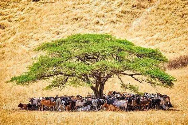 Mike Bowen tweet media