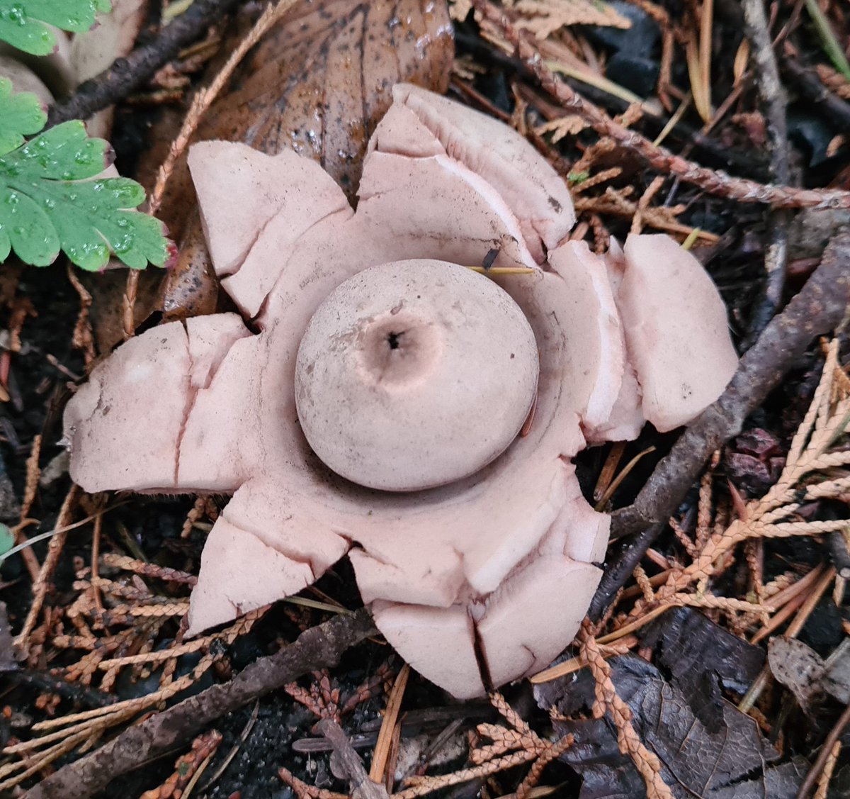 IsaVerbist's tweet photo. #GeastrumTriplex #earthstarfungi 
#FungiFriday #fungi 
#Mushroom #earthstar https://t.co/9iBmG06VSE