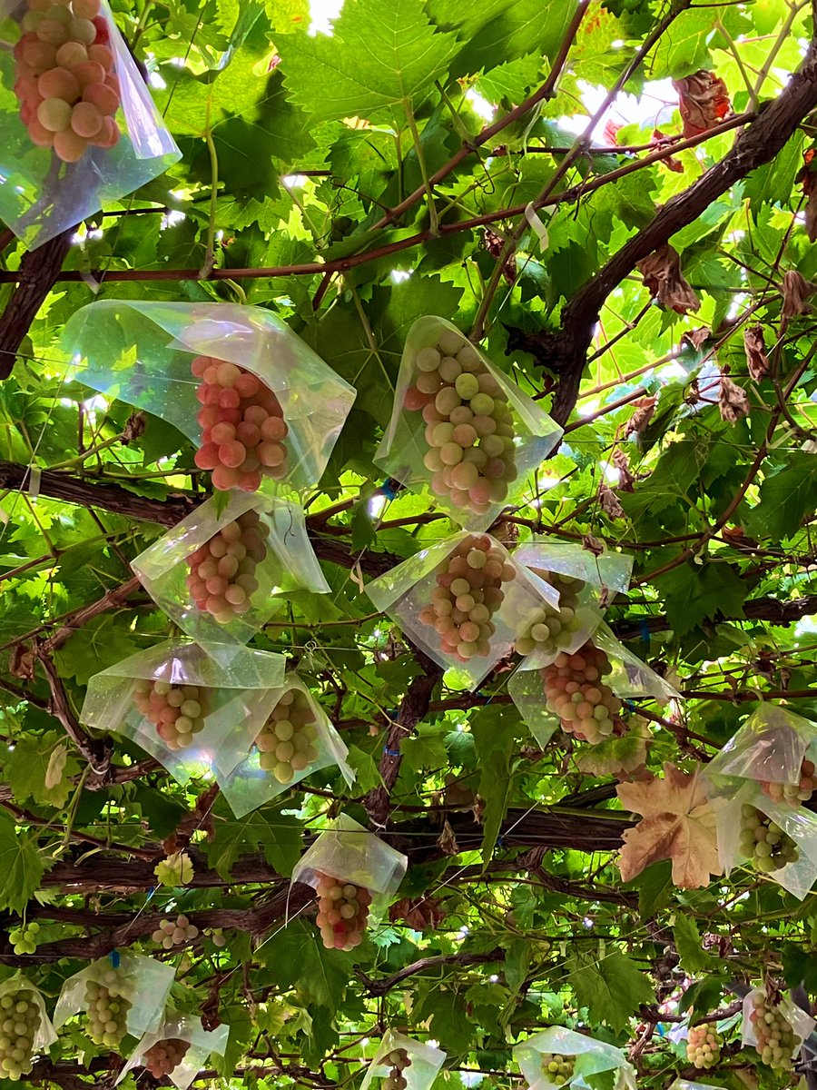 本日のradio♬
 #fmfuji  #フライデーパンチ
Lea’s Style♪15:00〜

秋らしくなってきましたね😊
先日、勝沼にぶどう狩り行ってきました😋
という話題からの、チューリップ🌷です😄😄
お楽しみに💕

#勝沼　#ぶどう 
#綿半