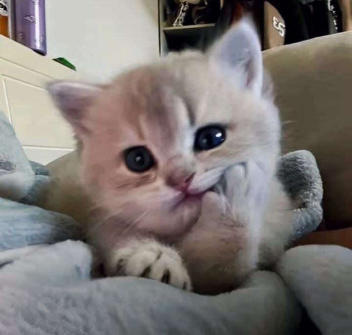 explorer25th's tweet image. 텬냥이🥹🤲🏻