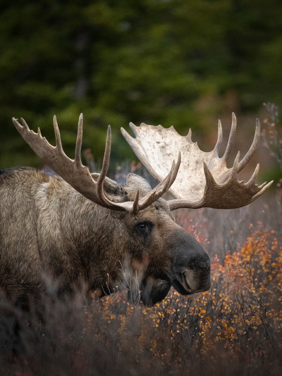 Smokey and the Vandit tweet media