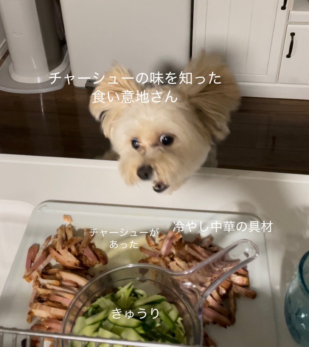 29ayameat's tweet photo. チャーシューの味を知った（5歳） https://t.co/04ph5AIwTt