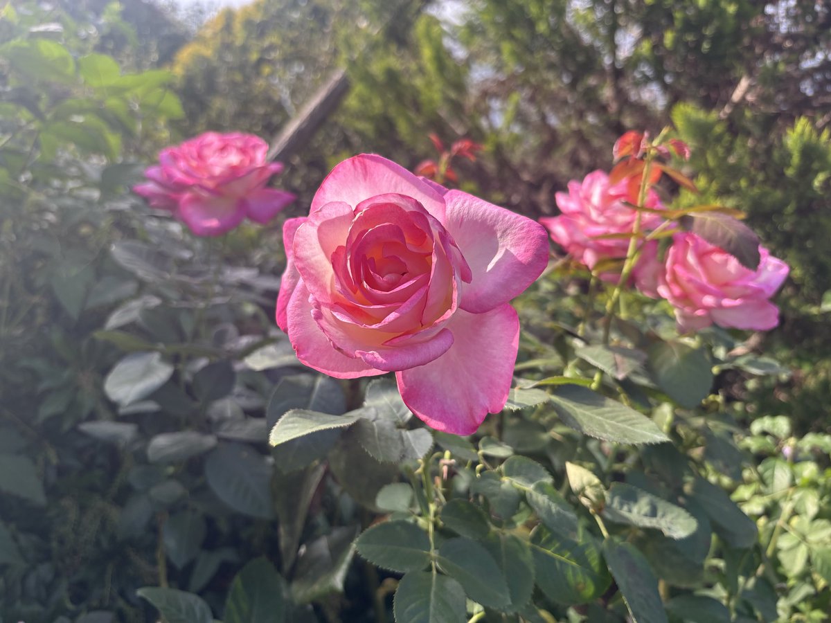 flag847's tweet image. ✈️Play that✨

本日は『神奈川県立 花と緑のふれあいセンター 花菜ガーデン』にぶっトビー🎤

後半はバラ園を楽しみました🌹様々な種類のバラに心が躍ります！上品で素敵な良い香りに癒されました♪

来週もお楽しみに！#flag847