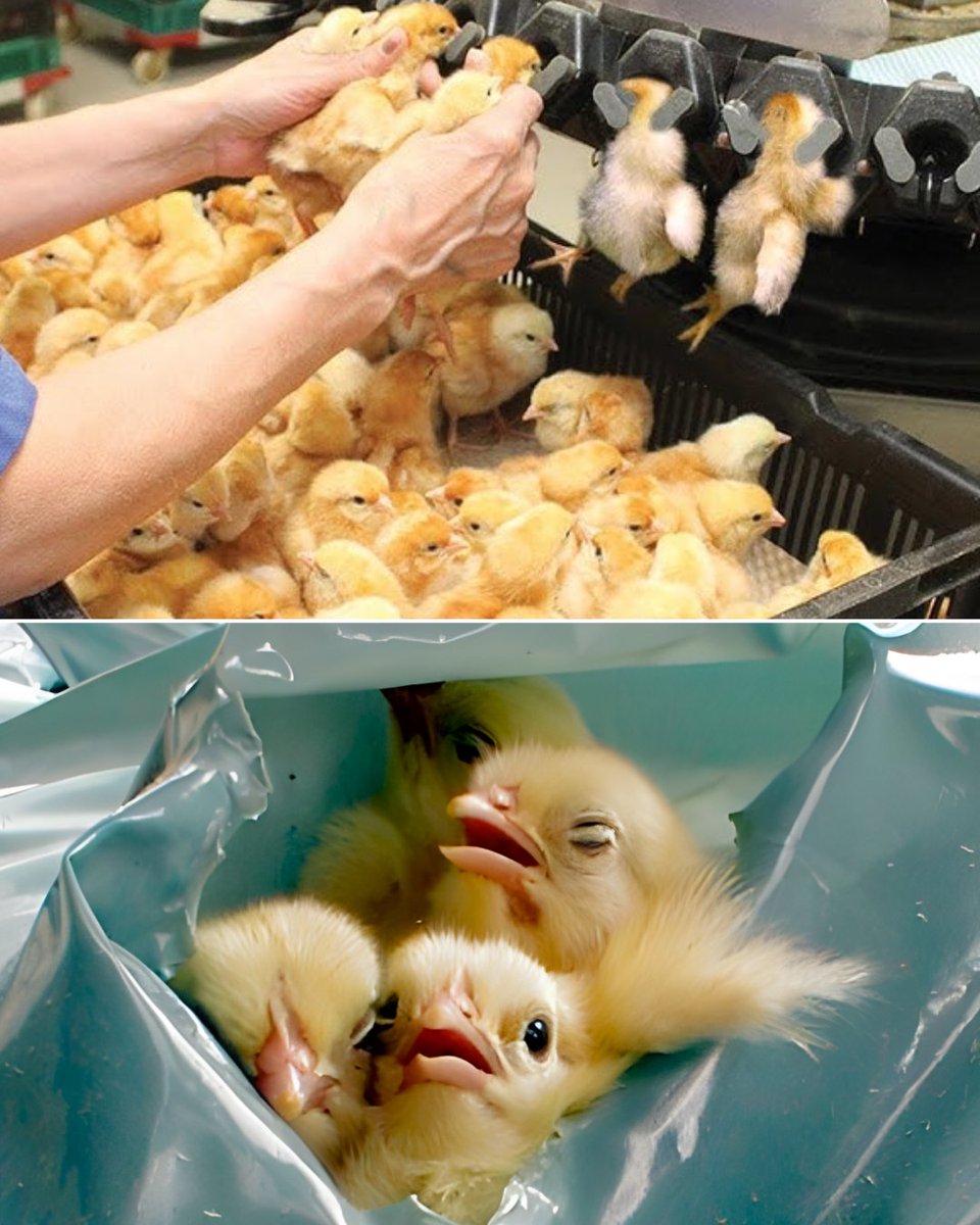 Vegan, because I refuse to suffocate someone because they won't lay me an egg.
❌ 🥚