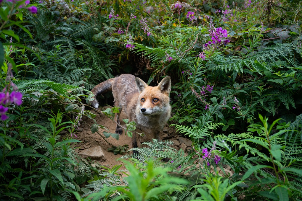 RichardBowler1's tweet image. Hetty is constantly making alterations to her earth, just look at the spoil heap at the entrance to her home.
#FoxOfTheDay