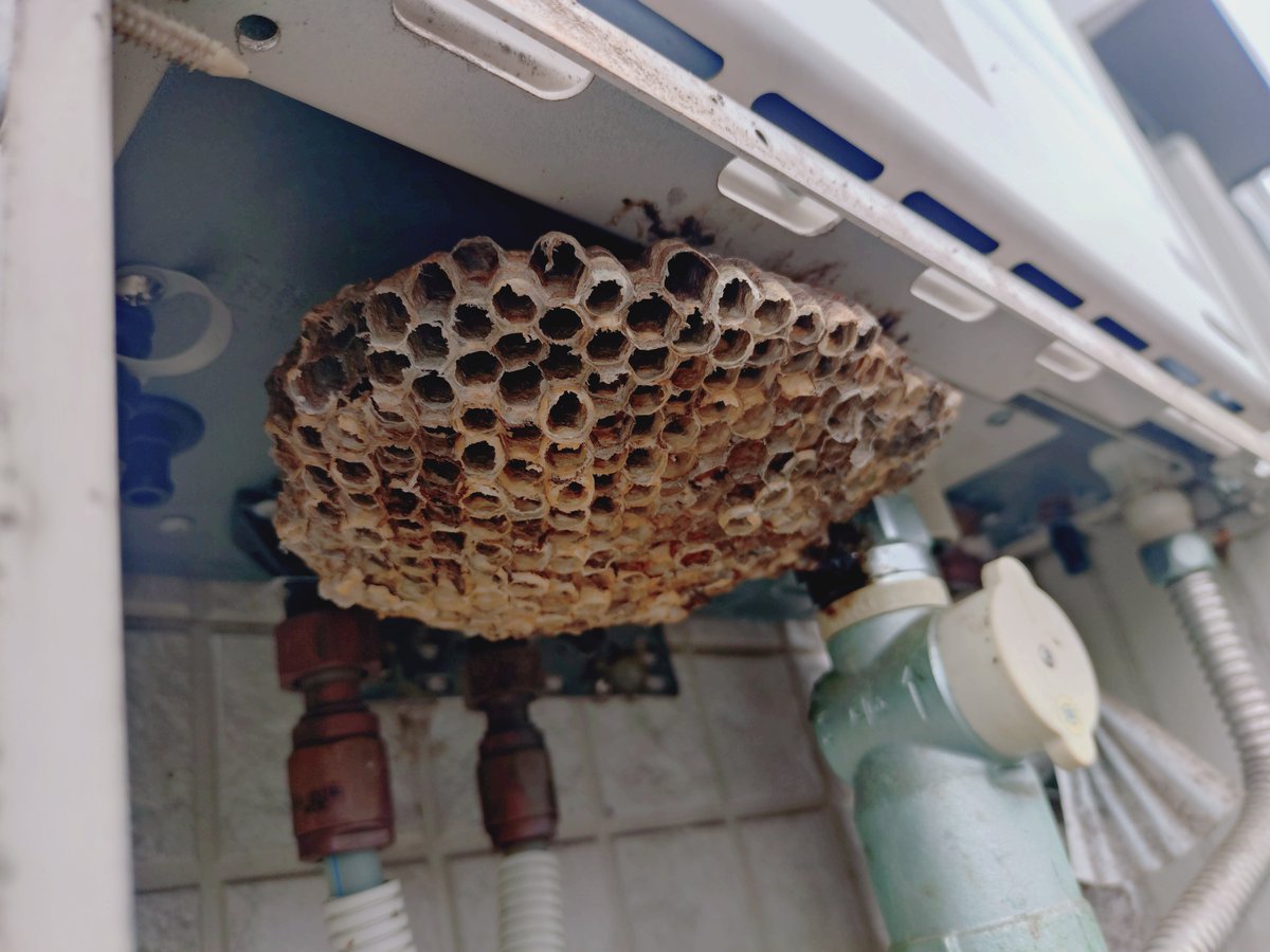 beebusterstoei's tweet photo. 千葉県柏市にてアシナガバチの駆除依頼がありました🐝
給湯器の下に巣を作っていました
＃蜂　＃駆除　＃スズメバチ　＃アシナガバチ　＃千葉　＃茨城　＃柏　＃白井　＃松戸　＃八千代　＃船橋　＃我孫子　＃印西　＃流山　＃野田　＃取手　＃守谷　＃龍ヶ崎　＃利根町 https://t.co/DPkpRSrw1e