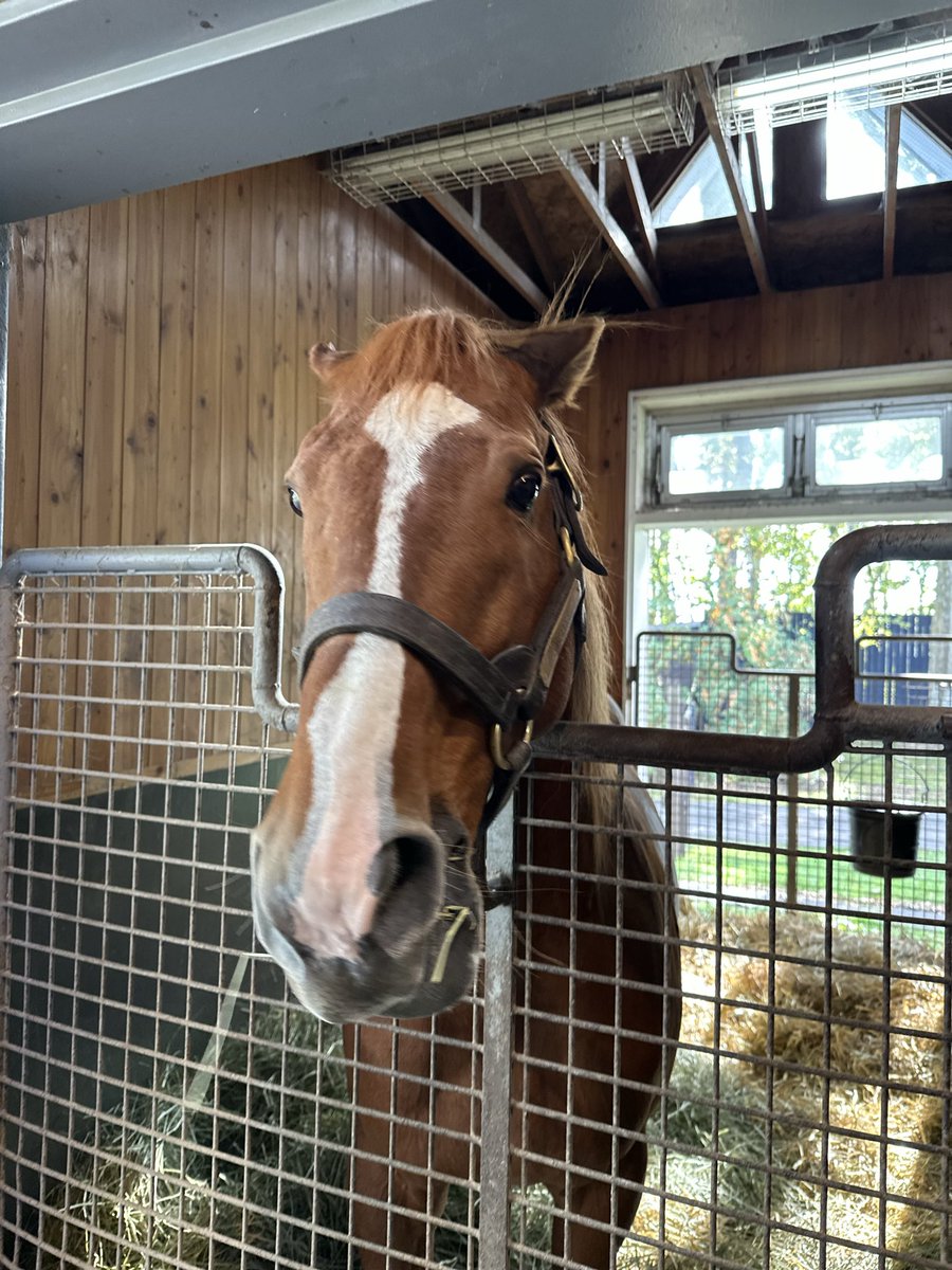 nikkanmatsuda's tweet image. オルフェーヴル。相変わらずやんちゃです🐴
#オルフェーヴル