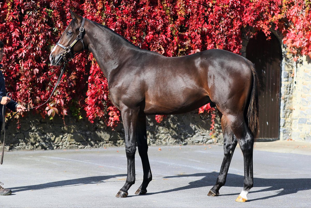 marlhillhouse's tweet photo. 👀 3 well-bred colts by @coolmorestud Saxon Warrior, Sioux Nation and Camelot on offer @Tattersalls1766 Book 2

Stabled in Highflyer Yard K 

Visit our site for more info https://t.co/eOb3kQj3vP https://t.co/KaS9xT28w6