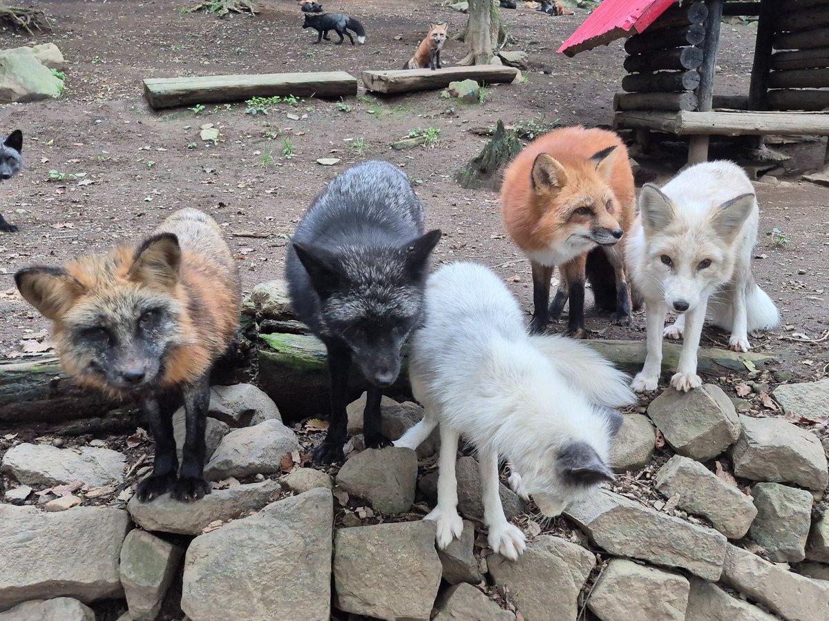kon_fox_village's tweet image. 放し飼いエリアにいるキツネたちは全5種類
お越しの際はぜひ探してみてくださいね