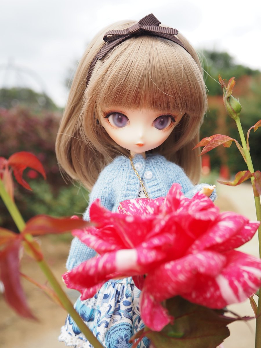 Chicoberry_doll's tweet image. 秋の薔薇🌹

#harmoniabloom
#ハルモニアブルーム