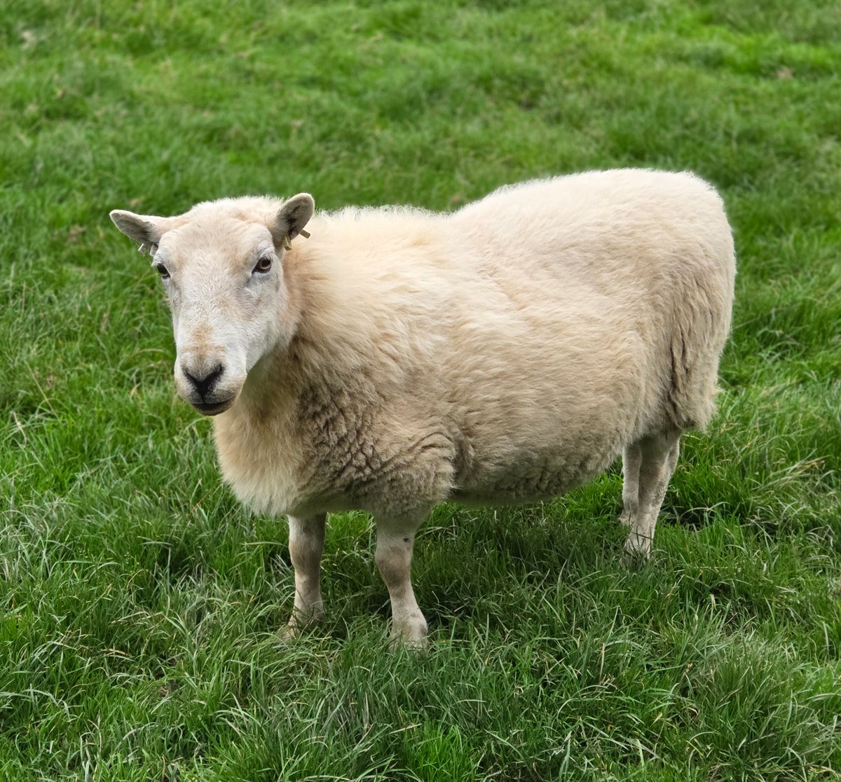 WPSSanctuary's tweet photo. So far today I haven't got myself into trouble but give it time, I'm working on it π€£
Poppett
#animalsanctuary #sheep365 #sheep #welshsheep #nonprofit #amazonwishlist #animallovers #foreverhome #adoptasheep
https://t.co/2mryl59BMN https://t.co/IY7fpHGZA1