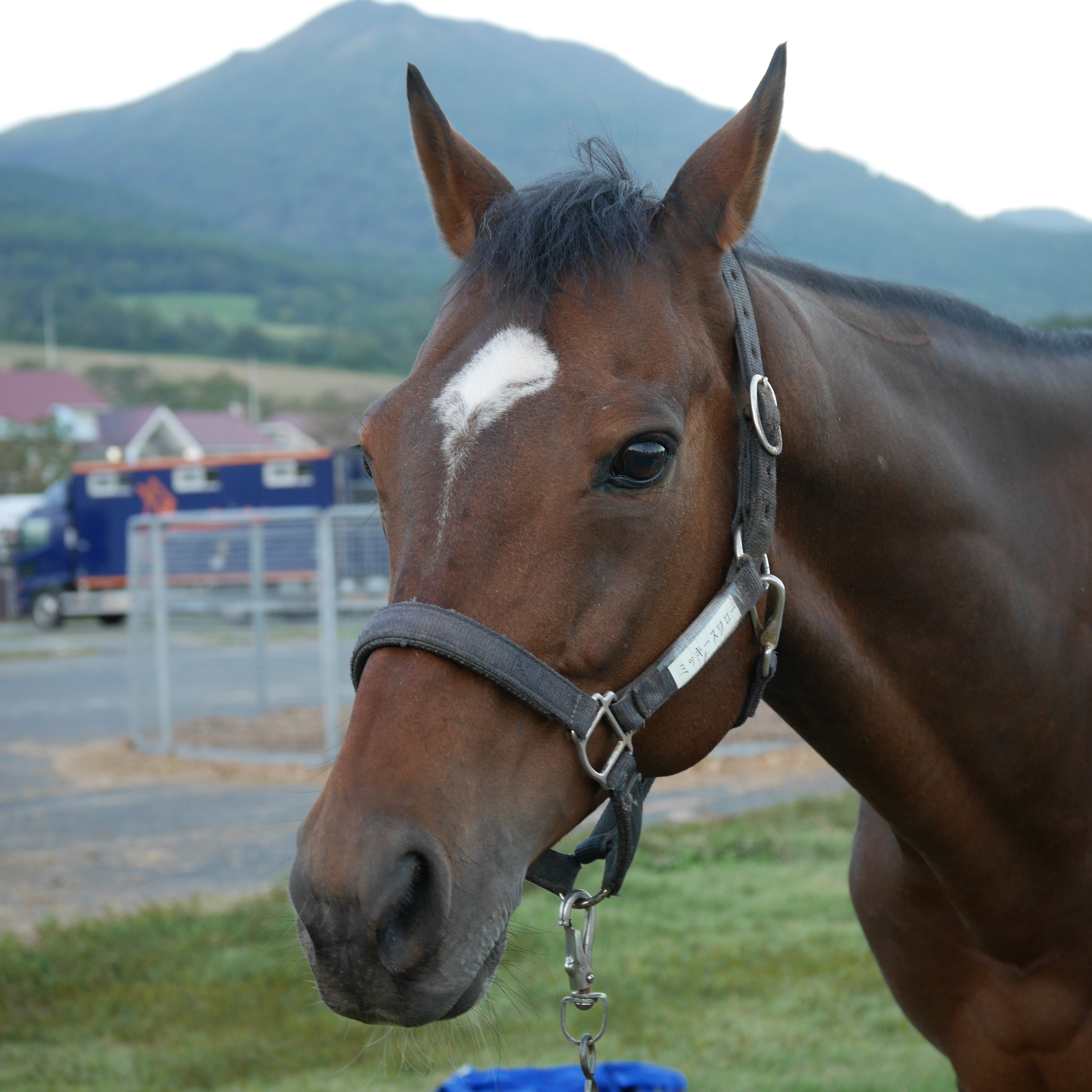 盗まれた馬 しろまる (@shiro1maru) / X