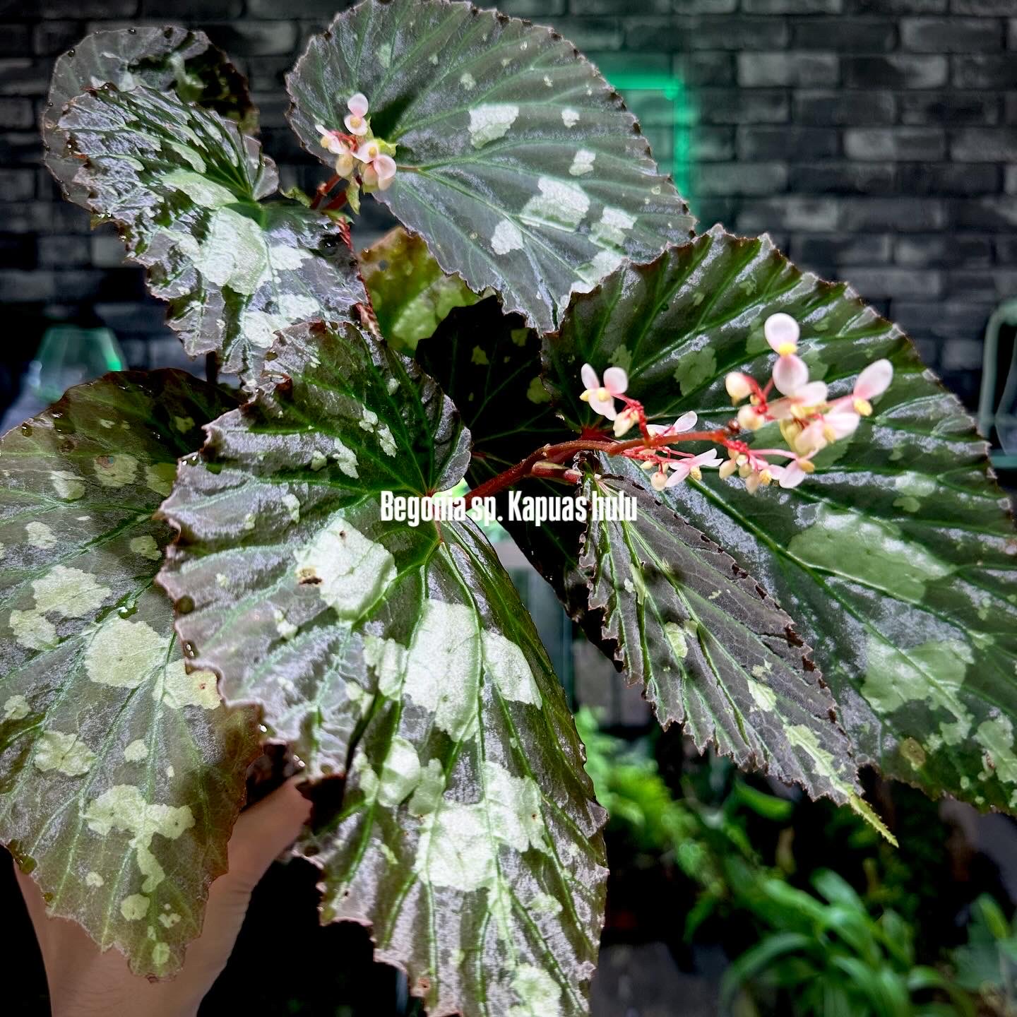 専用❣️Begonia sp.Tatau ベゴニア　タタウ❣️原種ベゴニア ベゴニア タタウ begonia sp.tatau