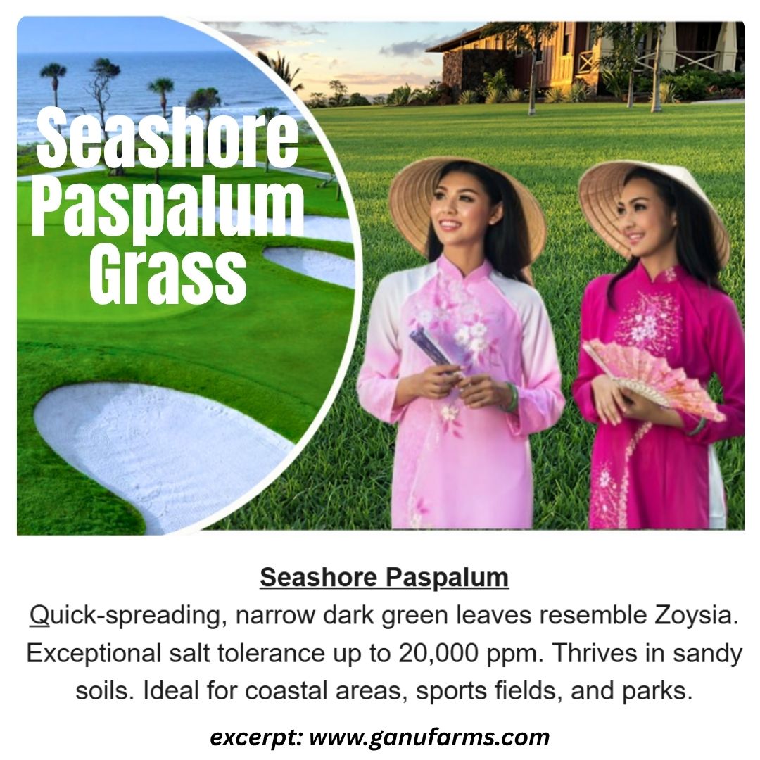 Swathi0907's tweet photo. Seashore Paspalum Grass
#grassgoals
#lawnmaintenance 
#lawncare https://t.co/oMtzLOpFSA