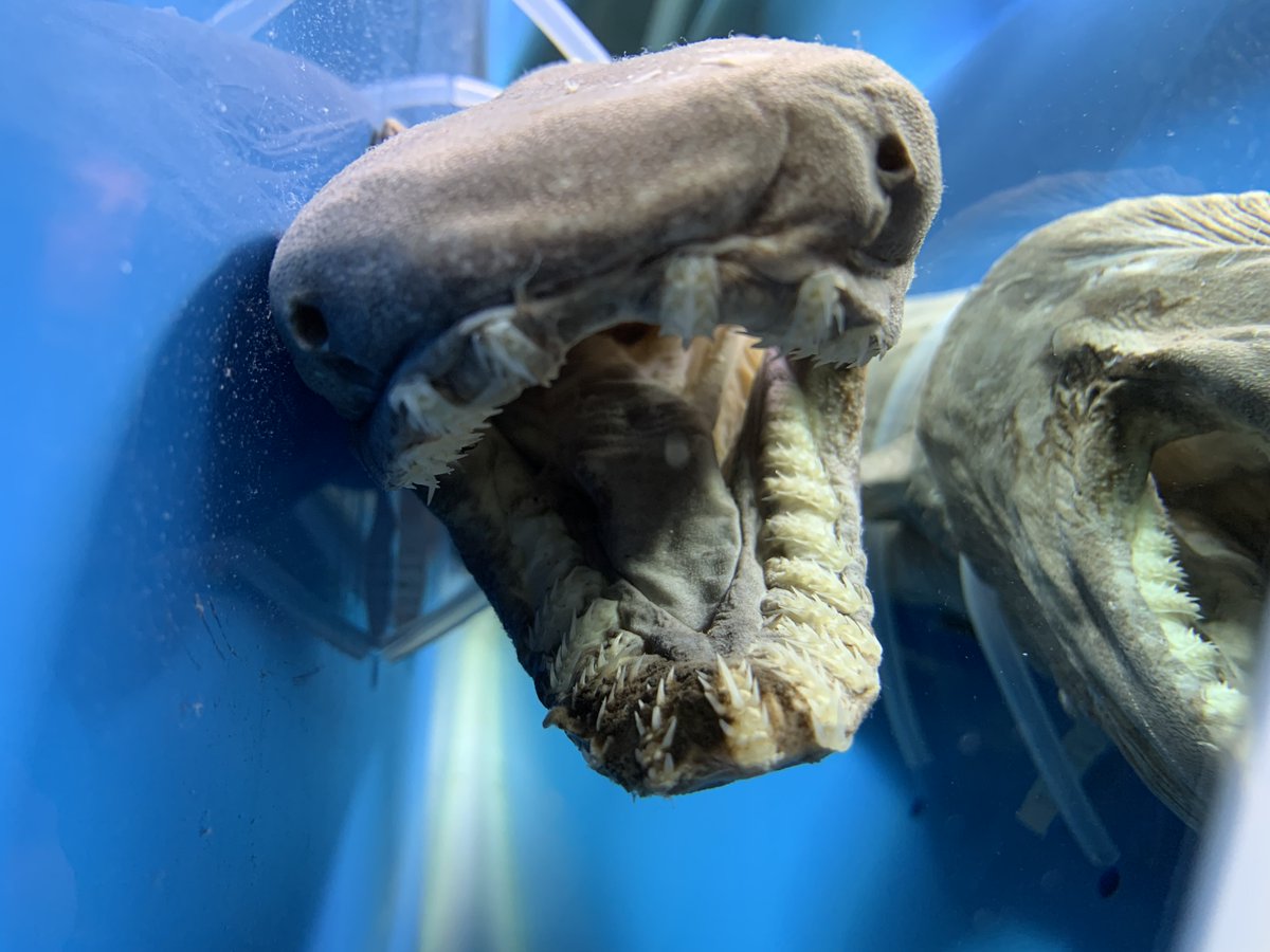 串本海中公園センター on X