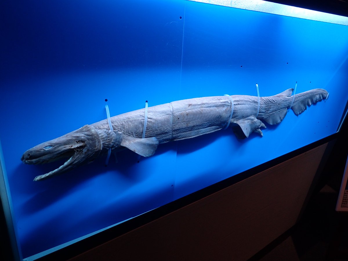 カラスザメ　標本 串本海中公園センター on X