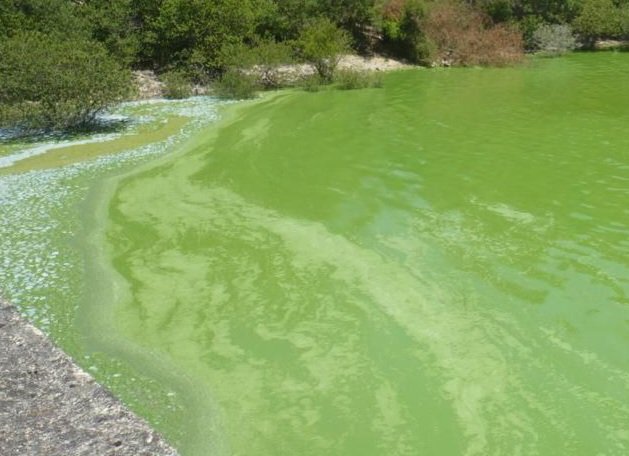 El embalse Das Conchas (Ourense) es posiblemente el embalse más contaminado de España. Es debido al vertido masivo de purines procedente de la ganadería intensiva en su cuenca receptora. A pesar de ello, las administraciones no hacen apenas nada por corregirlo. Lamentable.