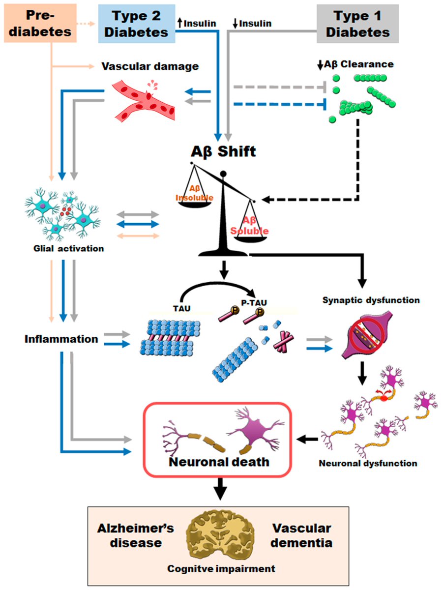 neurolint_mdpi's tweet image. Numerous epidemiological studies support the role of #T2D as a risk factor for the development of #dementia. However, few basic science studies have focused on the possible mechanisms involved in this relationship.
Read Full-text at: mdpi.com/2035-8377/15/4…
#Alzheimer #diabetes