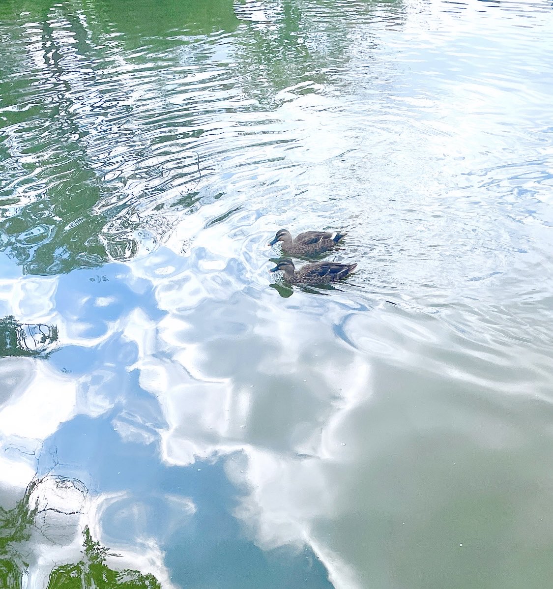 Many ducks have come to the neighborhood park.