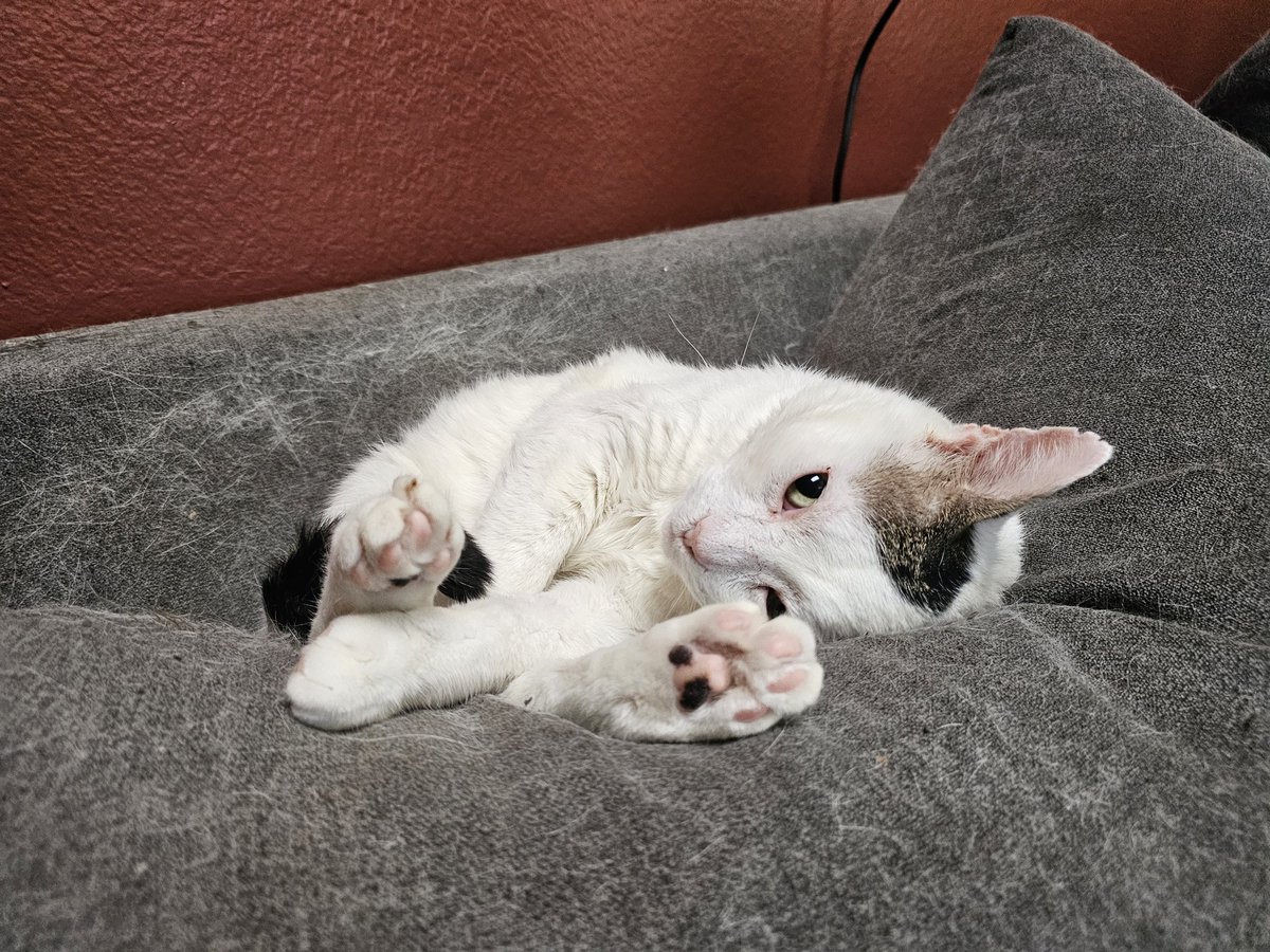 Ringo🌈, Neeko, Aether, Daxter, Sea Bass tweet media