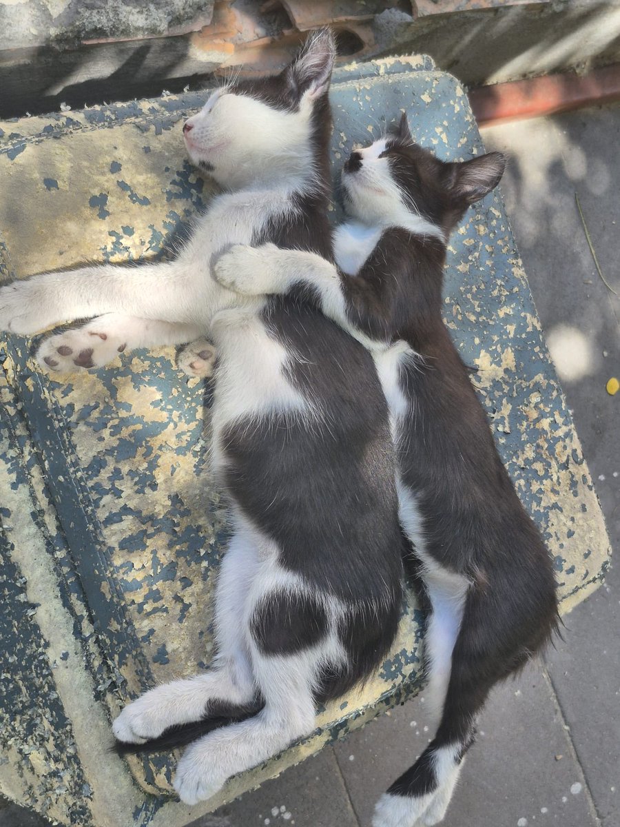 Günaydinnn şunların tatlılığına bakıınn hemen 🥹🫠